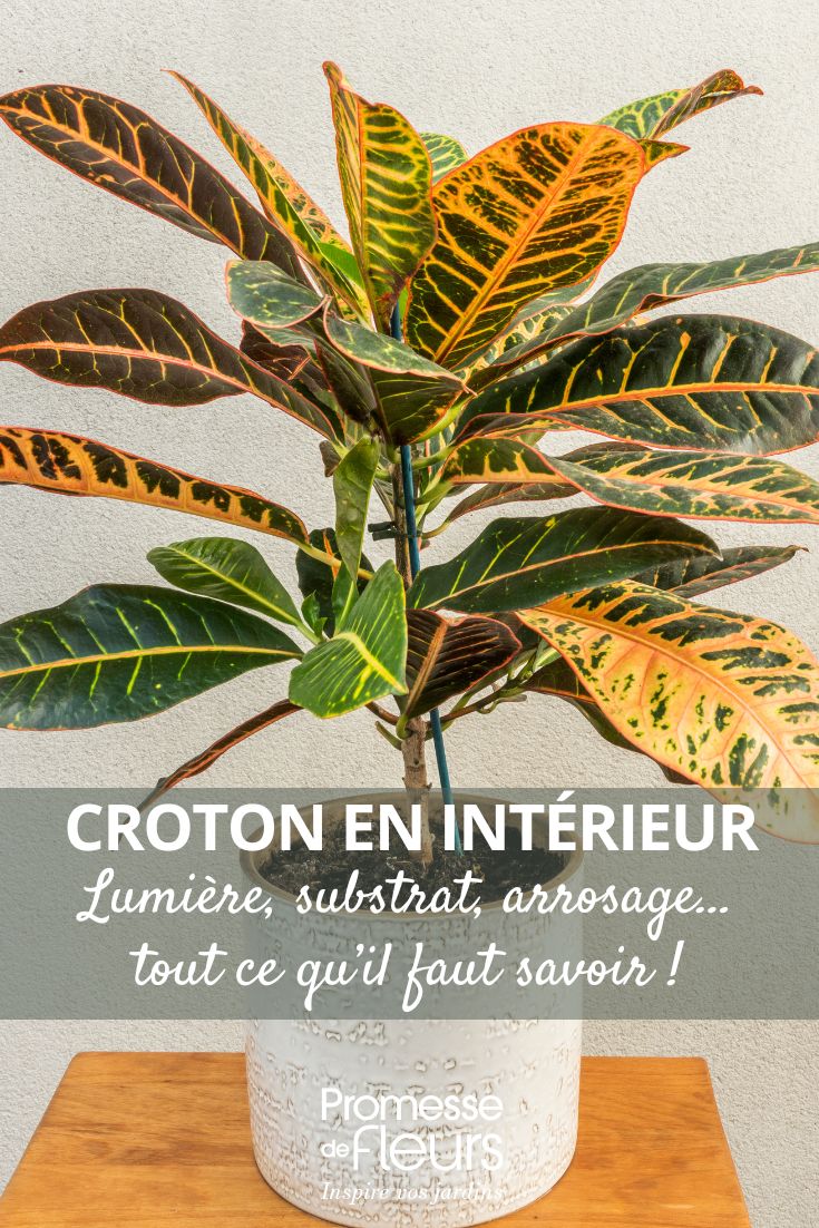 Croton: Caring for this indoor plant throughout the seasons croton care month by month