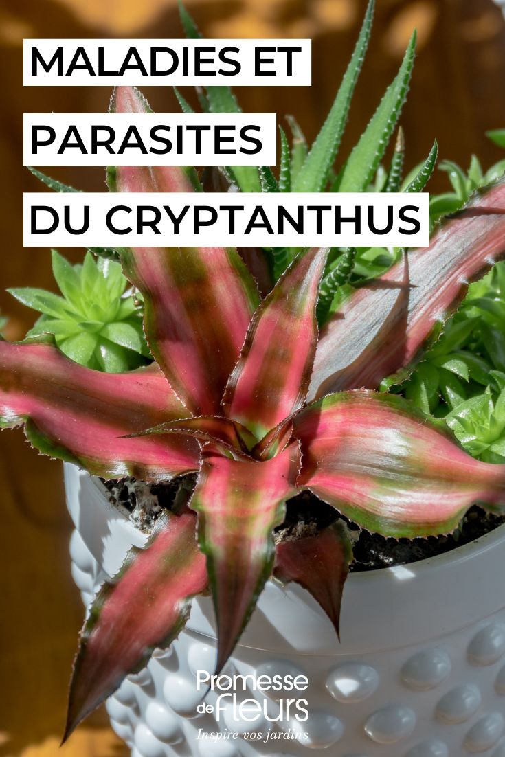 Cryptanthus diseases, parasitic issues and common problems of this houseplant (1) caring for CRYPTANTHUS
