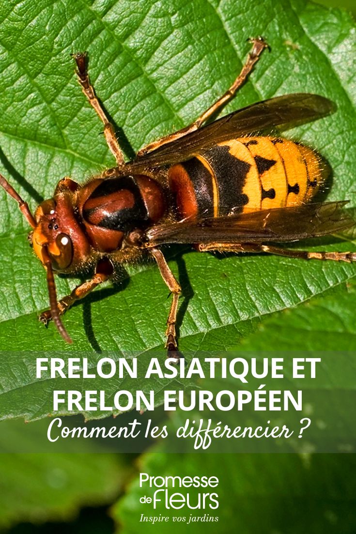 Asian hornet and European hornet: how to tell them apart distinguishing between Asian and European hornets