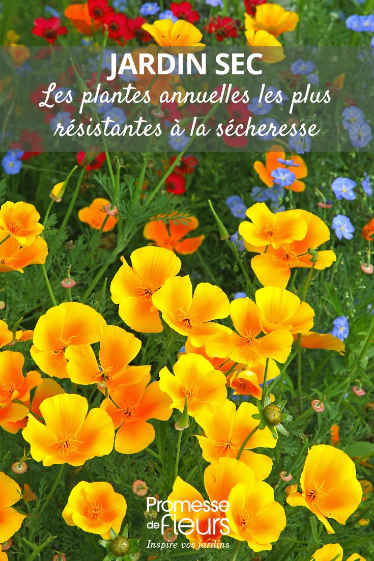 Dry Garden: The Most Drought-Resistant Annuals Eschscholzia
