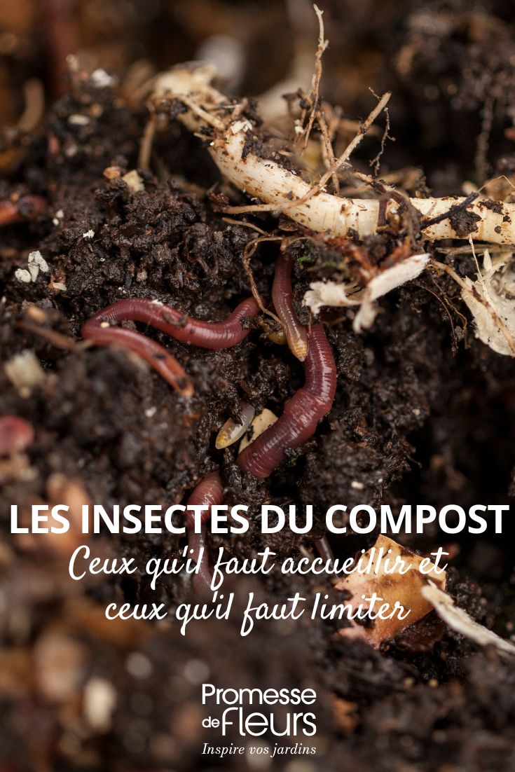 Compost Insects: Welcomed Guests and Those to Control
(Note: This translation maintains the original meaning while adapting to British English conventions. The title is slightly rephrased for better flow while keeping the same informative tone about beneficial vs problematic compost insects.)
HTML/shortcode preservation note: No HTML or shortcodes were present in the original text to preserve. the insects in our compost