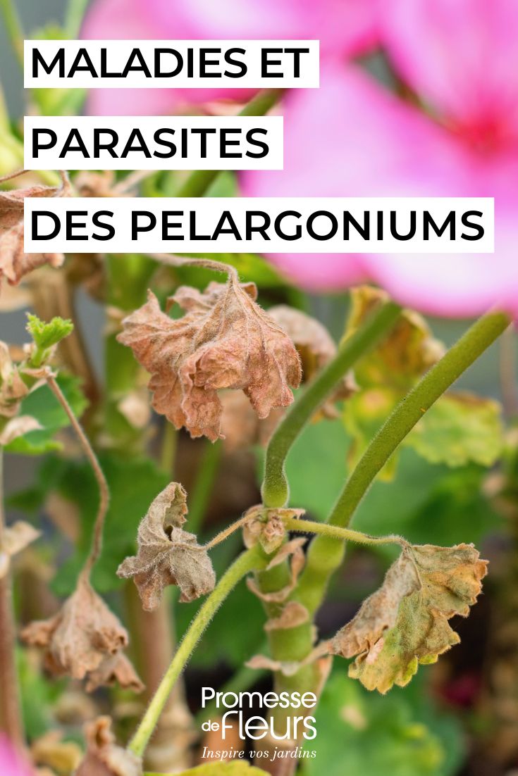 Diseases and parasitic pests of pelargoniums caring for PELARGONIUMs