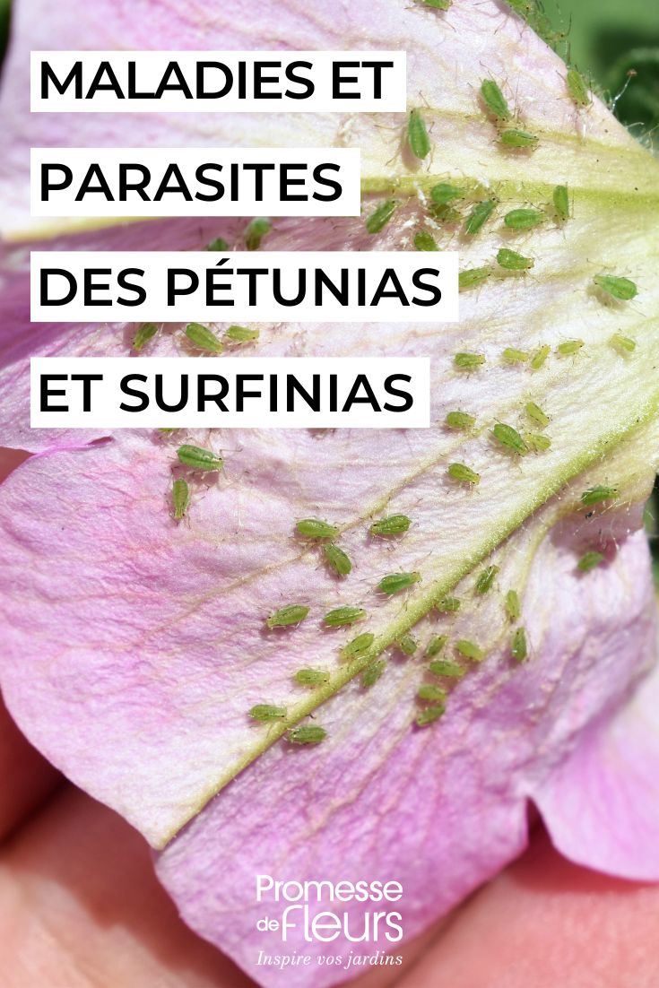 Diseases and parasitic pests of petunias and surfinias Caring for Petunias and Surfinias