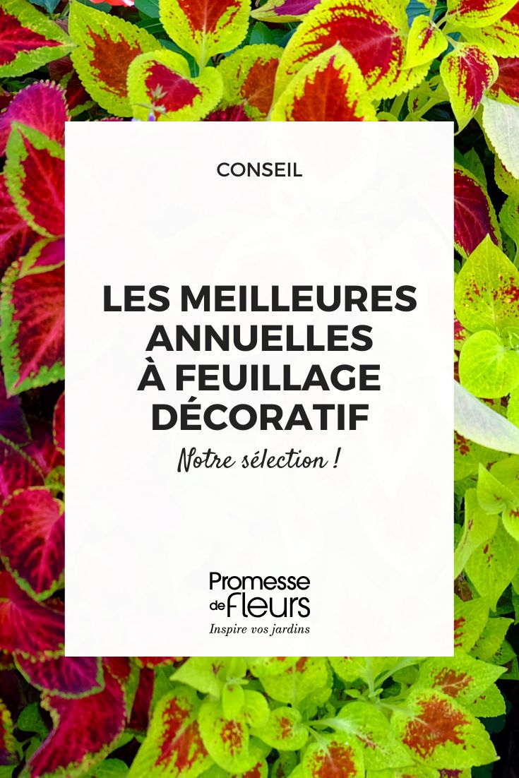 The best annuals with decorative foliage to enhance your garden or balcony coleus foliage