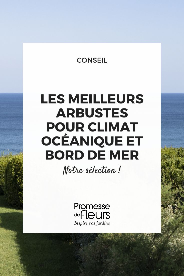 The best bushes for oceanic and coastal climate choosing a bush for the seaside