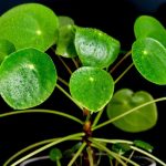 Pilea: Growing and Caring for Your Plant