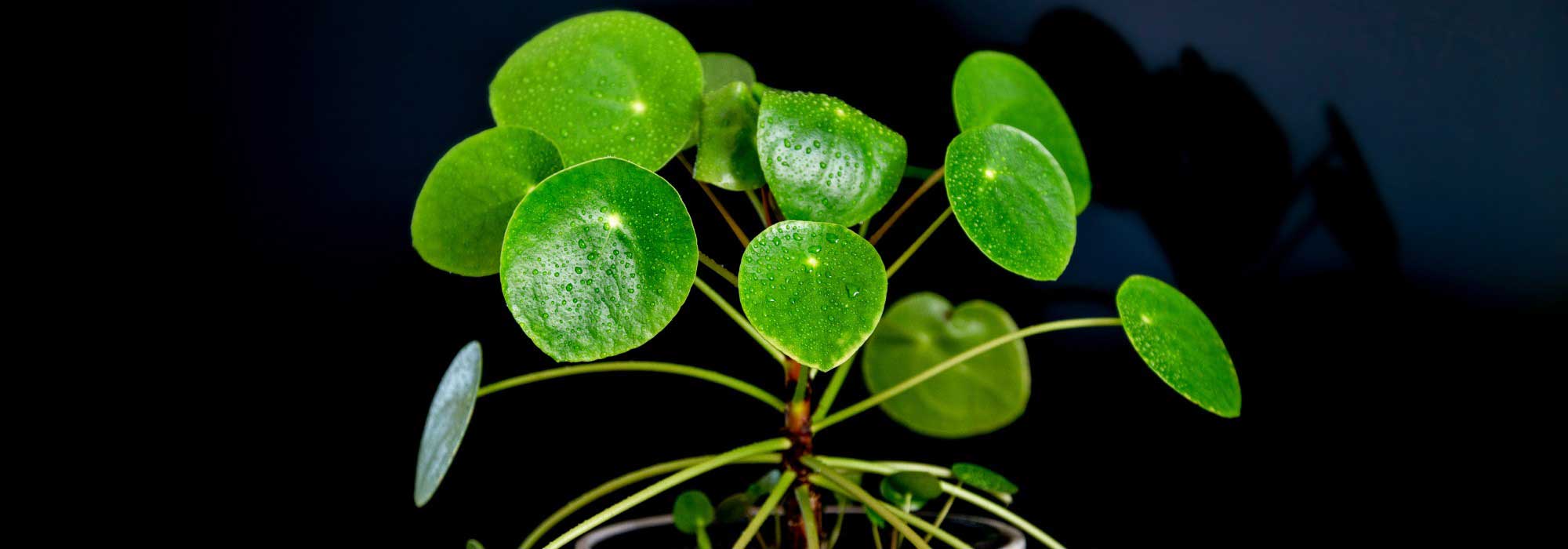 Pilea : growing and caring