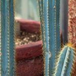 Pilosocereus: planting, growing, and caring for