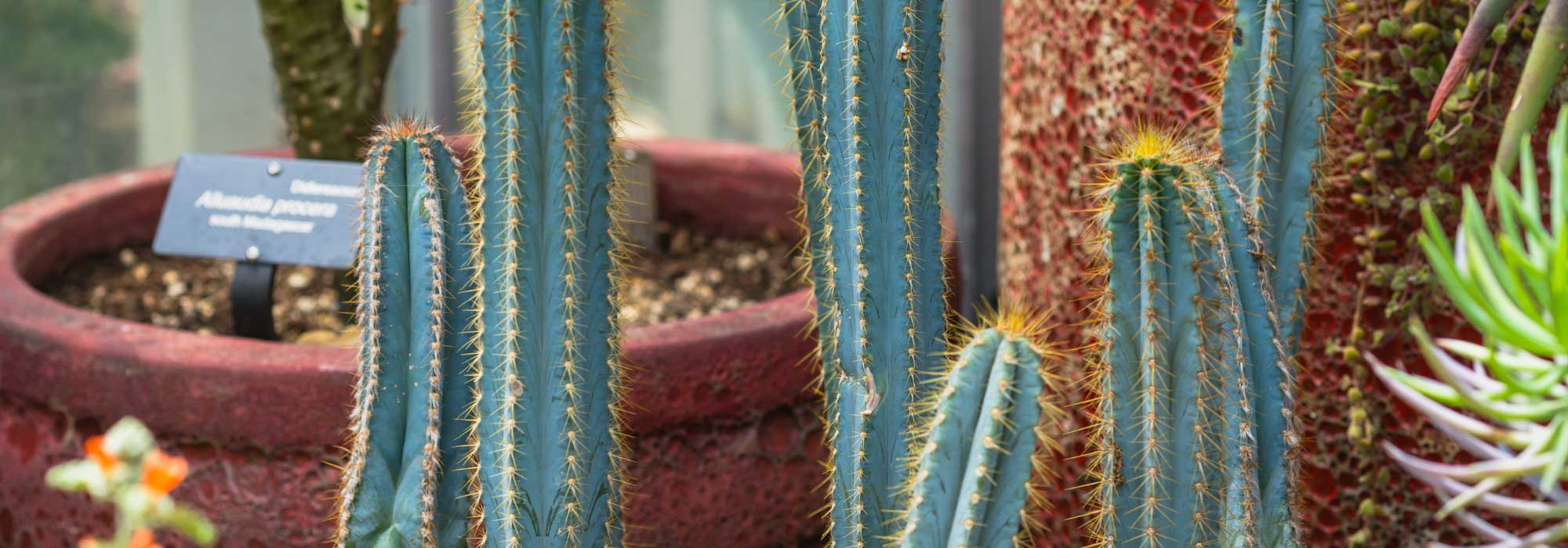 Pilosocereus: planting, growing, and caring for