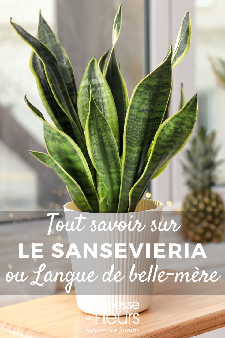 Sansevieria, Mother-in-Law's Tongue: Cultivation and Indoor Care Sansevieria