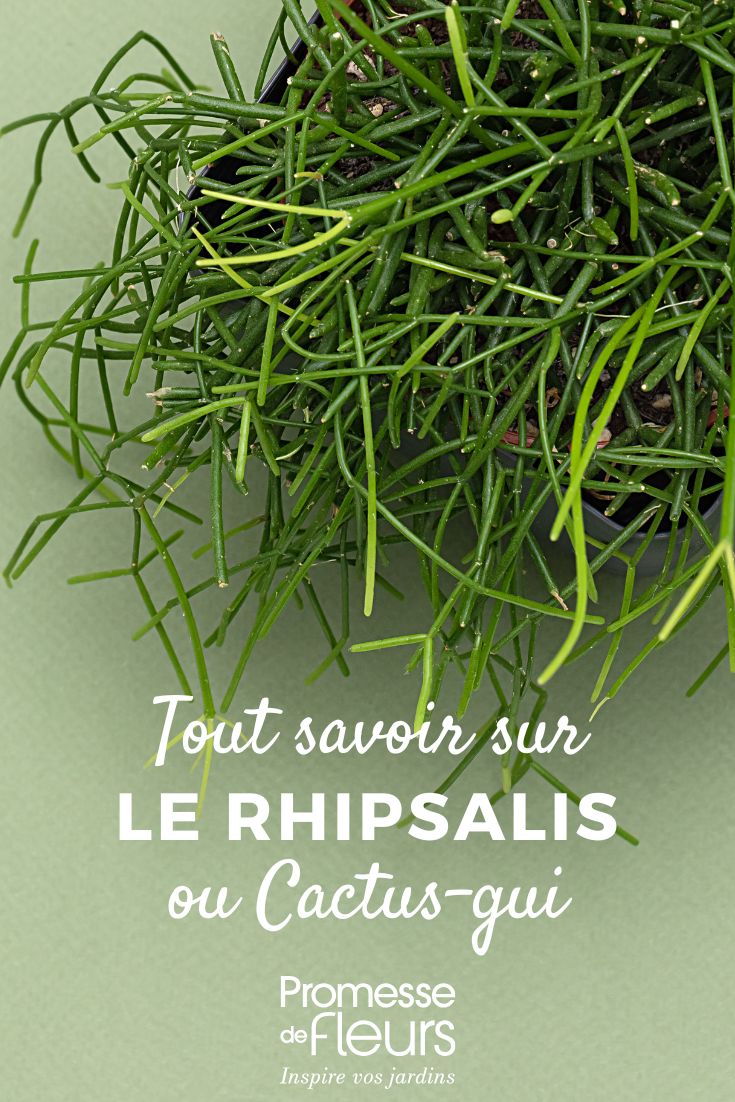 Rhipsalis - Mistletoe Cactus: Planting and Care for This Trailing Indoor Cactus Potted Rhipsalis