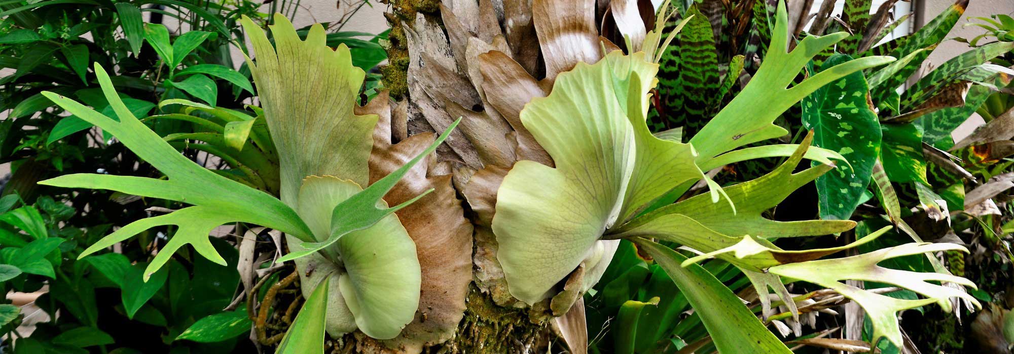 Platycerium, Staghorn Fern : cultivation and care