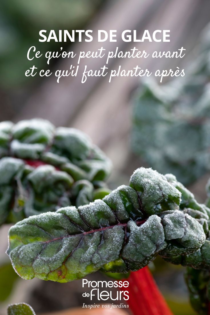 Planting in the vegetable garden or garden and late frosts. Here's an over-ripe young plant that has been hit by frost.