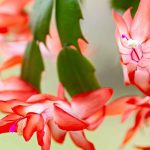 Christmas Cactus, Schlumbergera: Cultivation and Care for a Stunning Winter Flowering  

[Note: The botanical name "Schlumbergera" remains unchanged as per guidelines. The common name "Cactus de Noël" is translated to "Christmas Cactus," widely recognised in British English. The term "floraison" is translated as "flowering" in accordance with the provided glossary.]