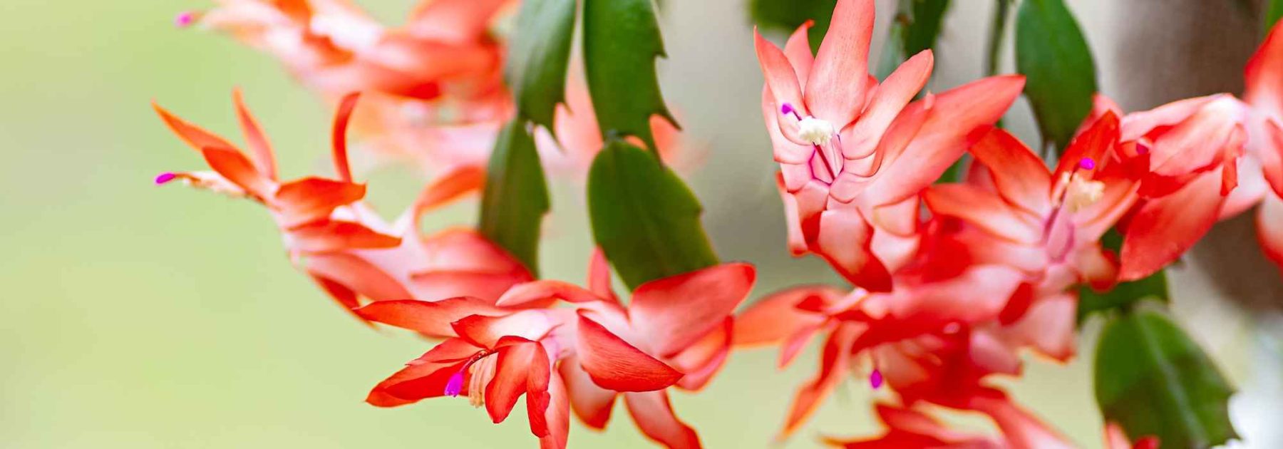 Christmas Cactus, Schlumbergera: Cultivation and Care for a Stunning Winter Flowering  

(Note: The botanical name "Schlumbergera" remains unchanged as per guidelines. The common name "Cactus de Noël" is translated to "Christmas Cactus," a widely accepted term in British English. "Floraison" is translated as "flowering" in accordance with the provided glossary.)