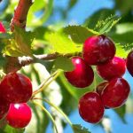 Self-fertile cherry trees, perfect for small gardens