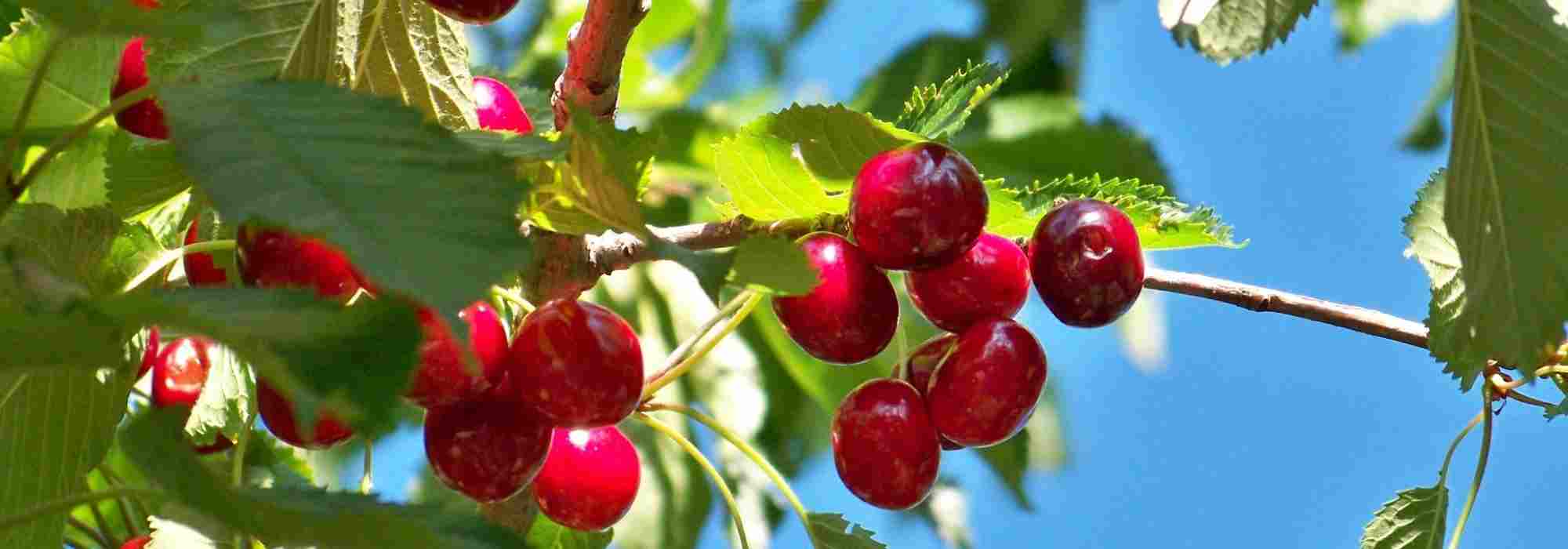 Self-fertile cherry trees, perfect for small gardens