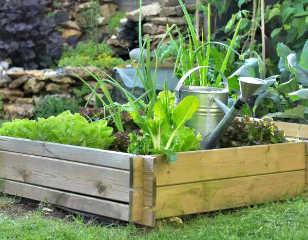 How to make raised vegetable beds?