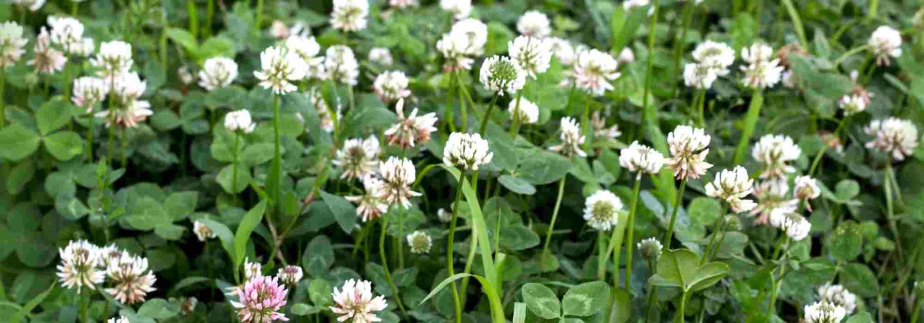 Combining Green Manures and Vegetable Crops: A Winning Strategy