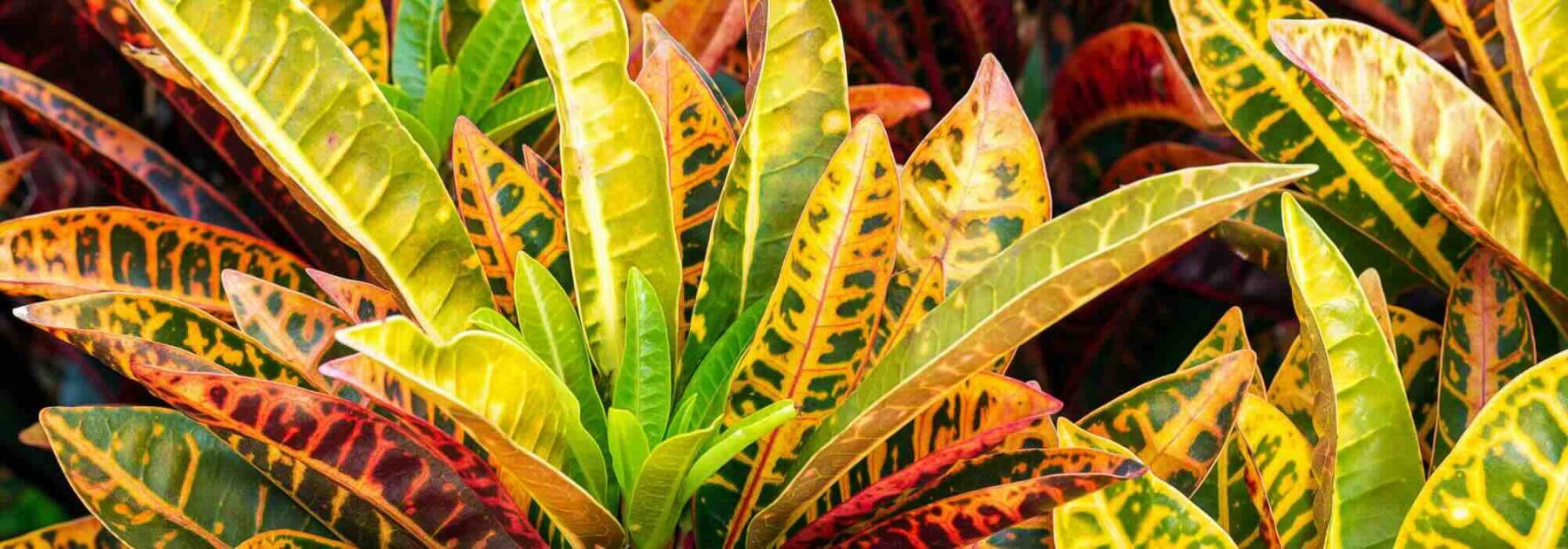 Croton: Caring for This Houseplant Through the Seasons