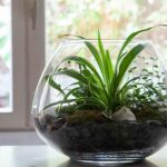 How to make an open terrarium?