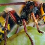 How to protect your fruit harvest from hornets?