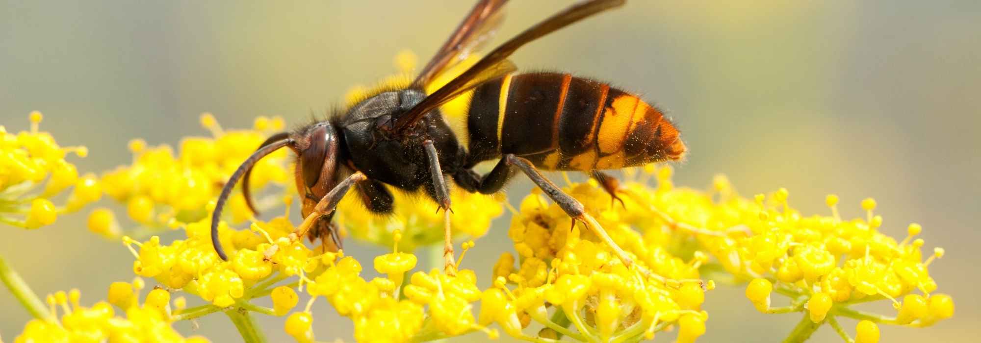 A Wasp Nest in Your Garden: What to Do?