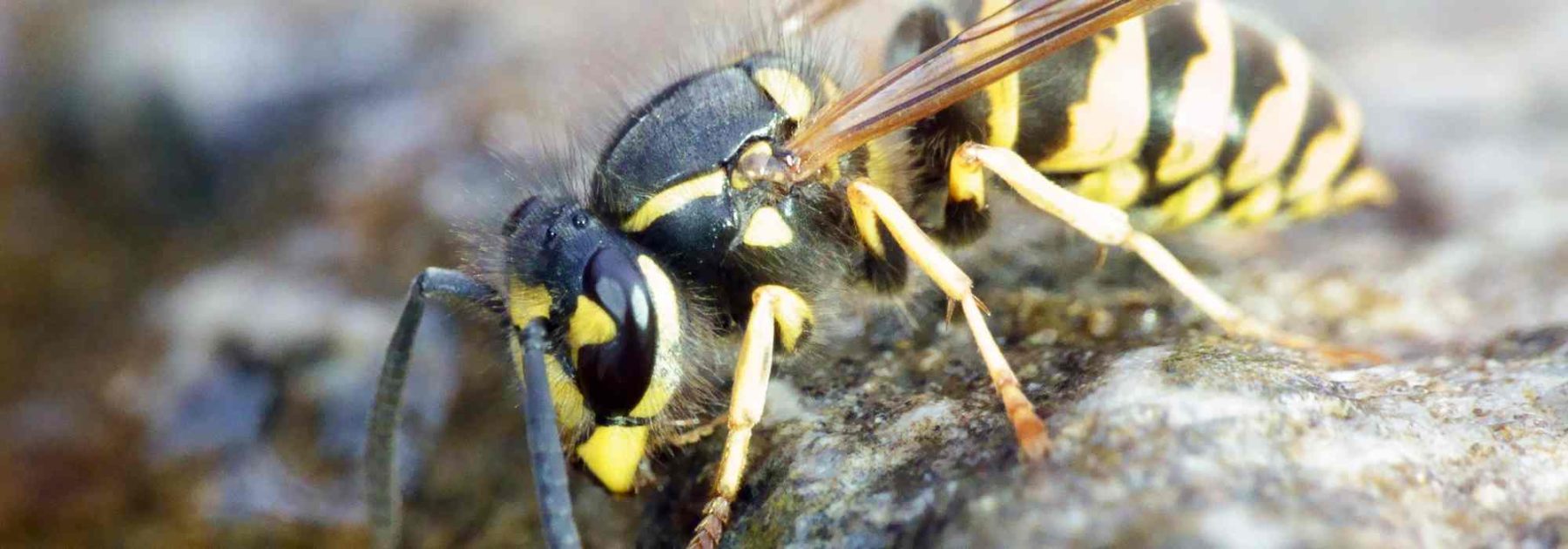 How to limit wasps in the garden without harming biodiversity?