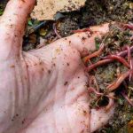 Compost Insects: Those to Welcome and Those to Control