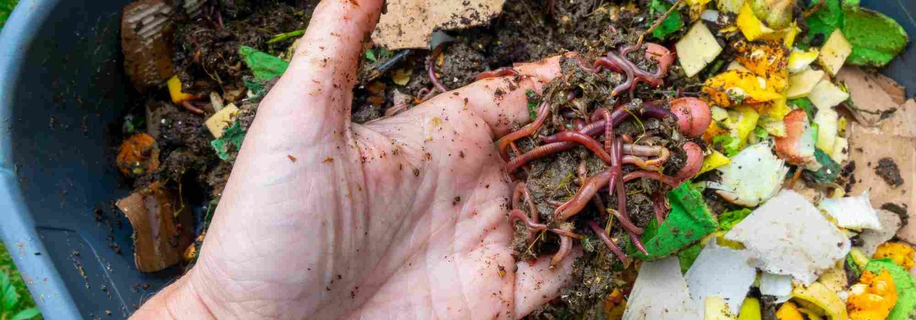 Compost Insects: Those to Welcome and Those to Control