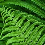Foliage: A Closer Look at the Most Common Leaf Shapes