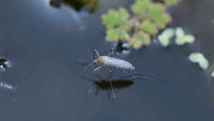 How to naturally control mosquitoes in a pond?