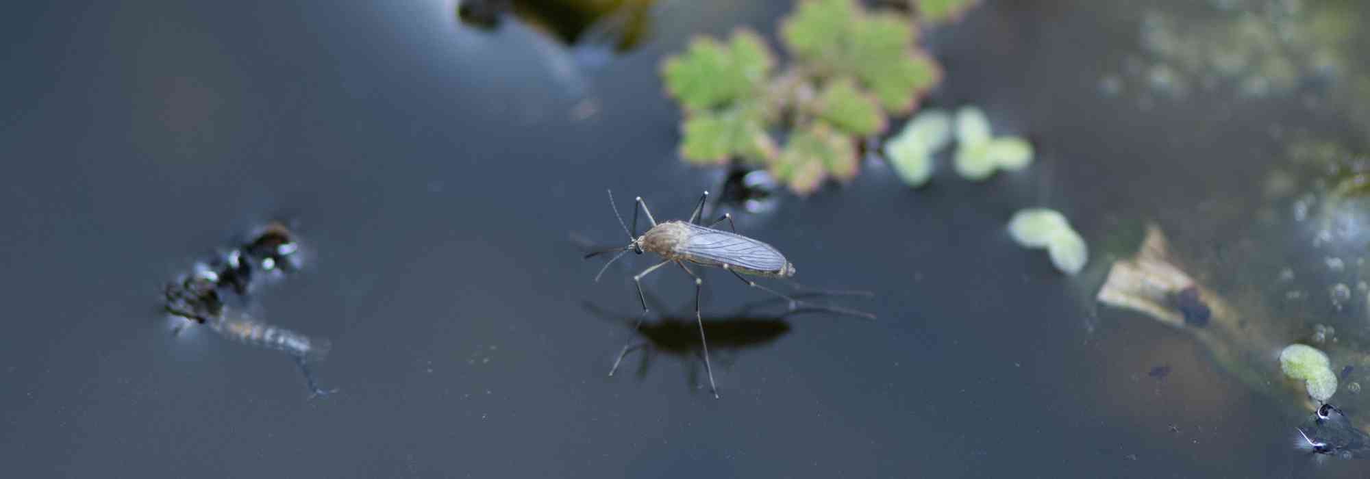How to naturally control mosquitoes in a pond?
