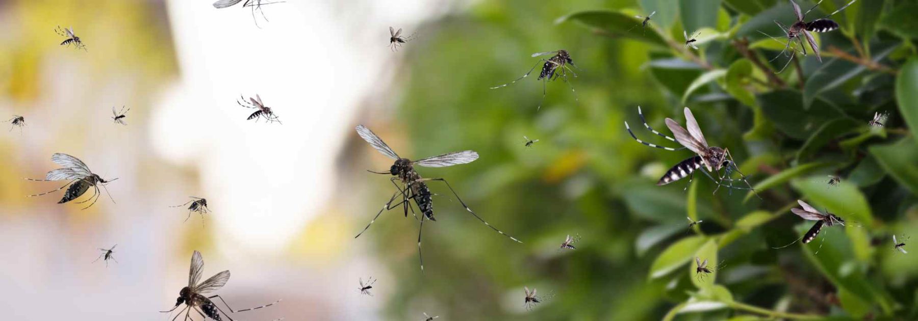 Mosquito Infestation: Watch Out for These Common Watering Mistakes!