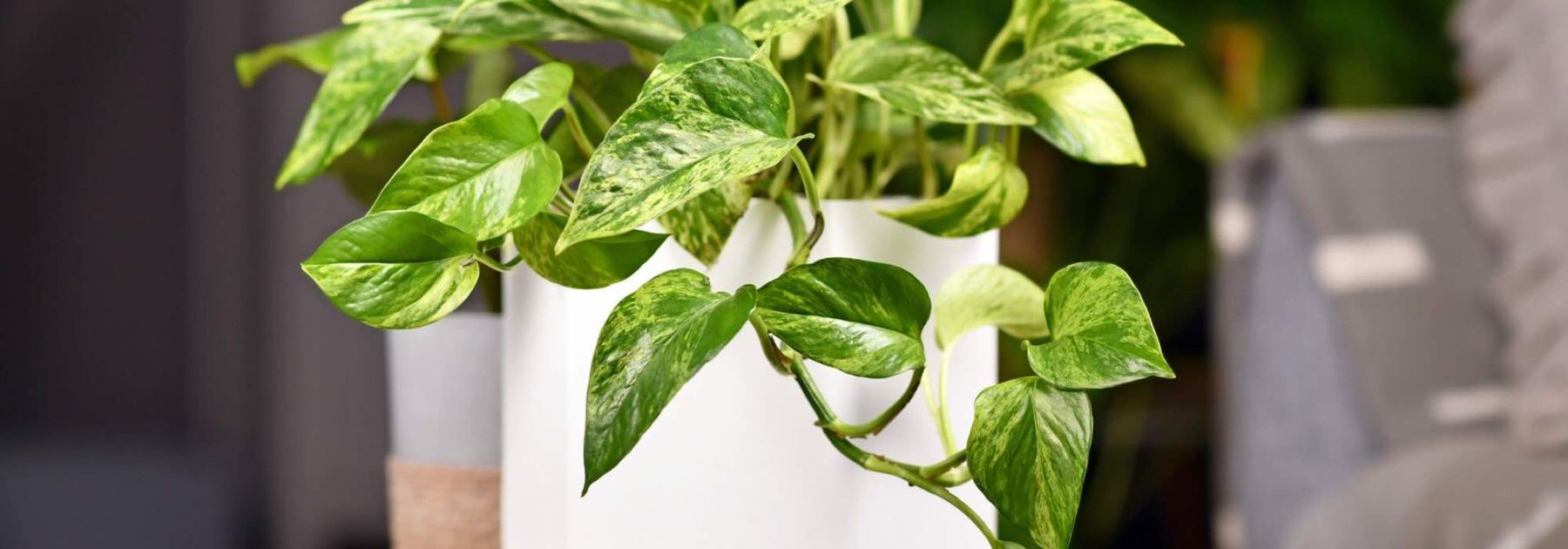 Indestructible Houseplants: 7 Foolproof Choices for a Lush Interior Without the Hassle