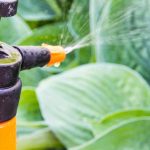 Gardening for beginners: treating and preventing garden plant diseases