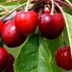 Dwarf cherry trees, perfect for balconies, terraces and small spaces