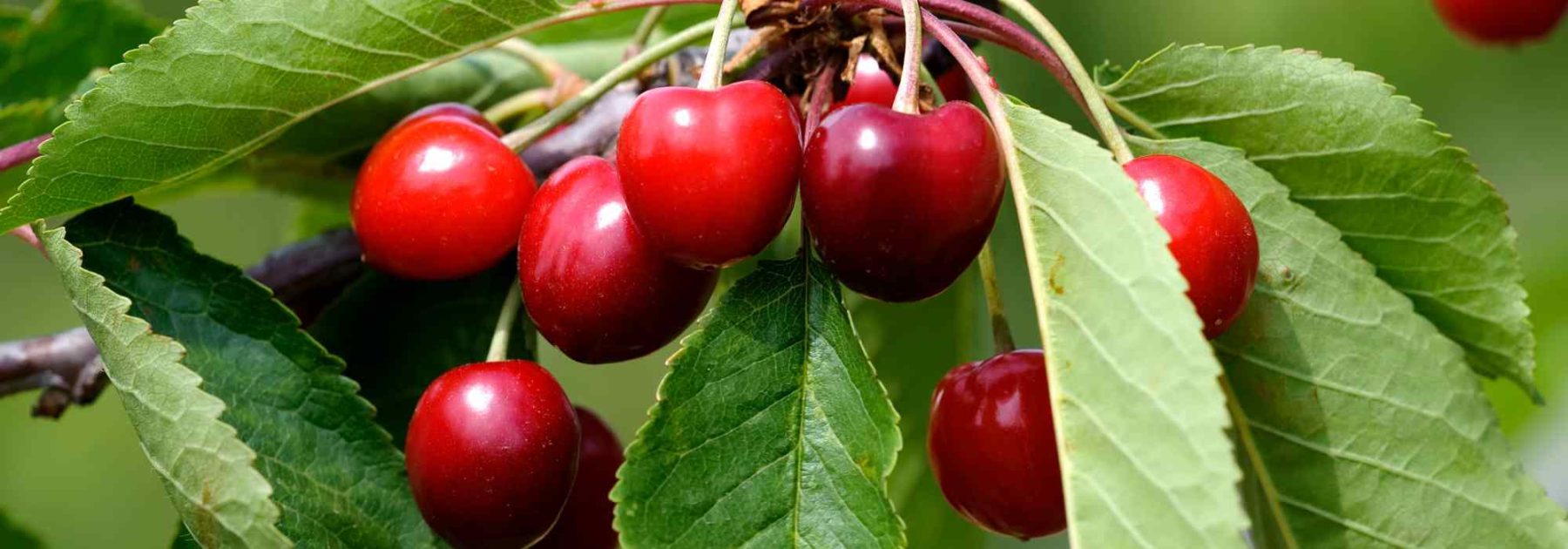 Dwarf cherry trees, perfect for balconies, terraces and small spaces