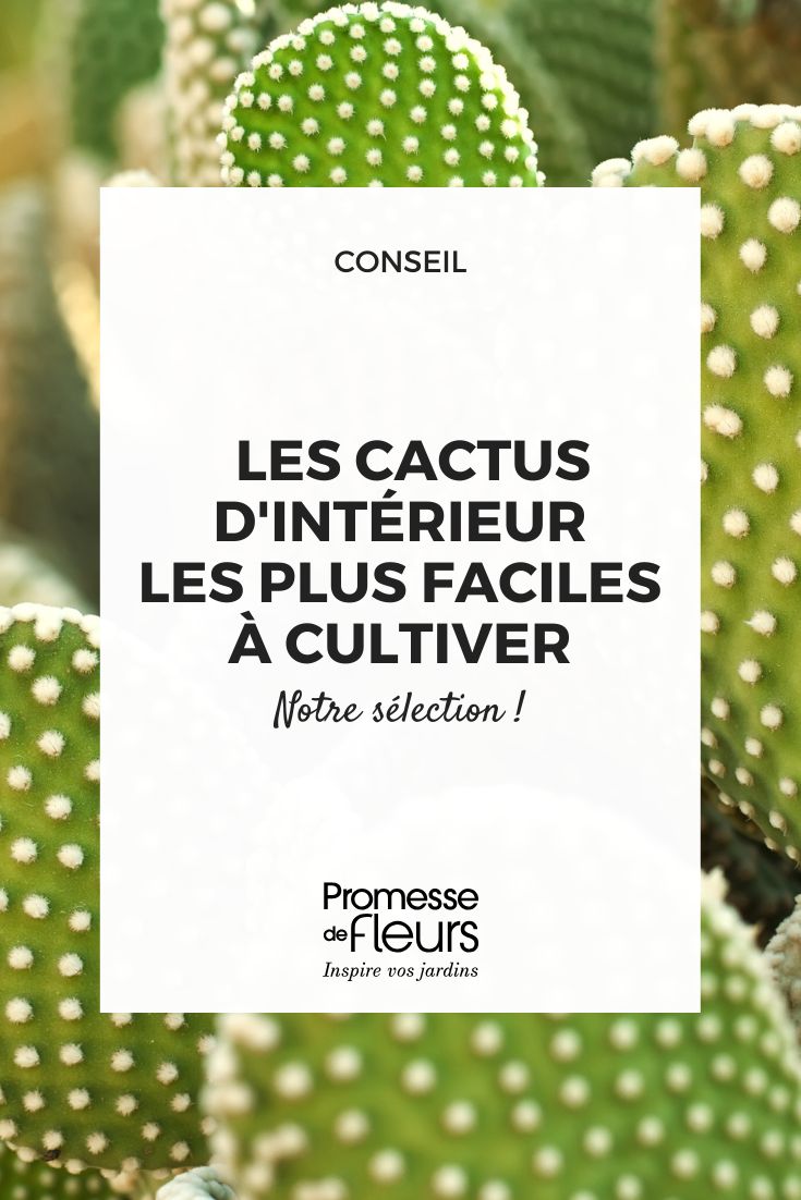 Indoor Cacti: The Easiest species to Grow Opuntia cactus