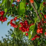 When and how to prune a cherry tree without compromising the harvest?