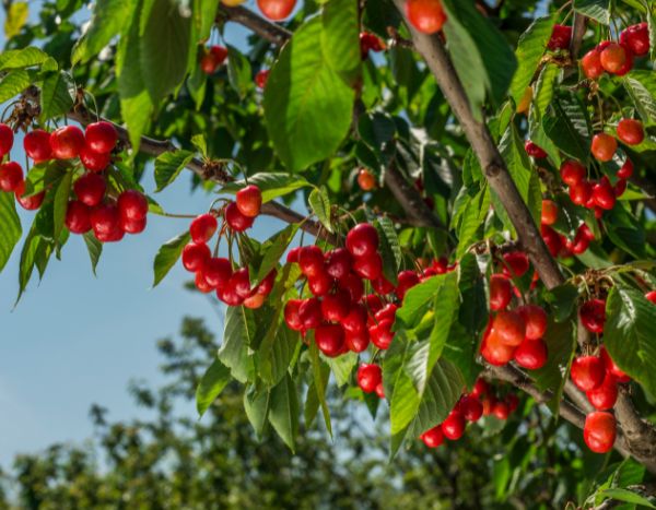 When and how to prune a cherry tree without compromising the harvest?