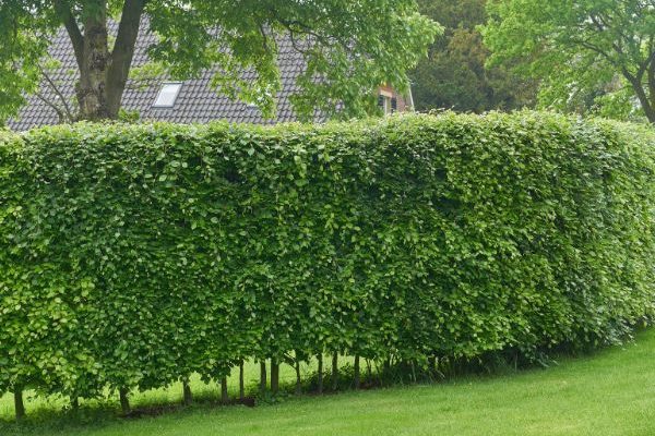 Hornbeam - hornbeam hedge: when and how to prune?
