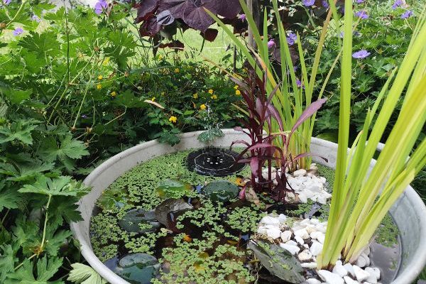 How to create a small garden pond?