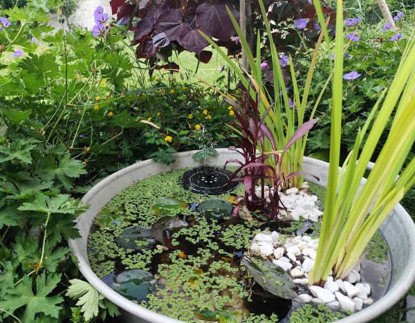 How to create a small garden pond?