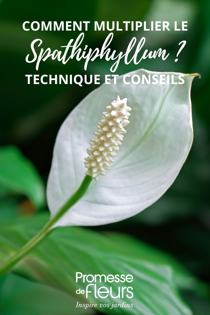 how to divide a Spathiphyllum