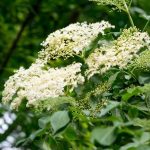 How to prune a Sambucus for beautiful flowering ?