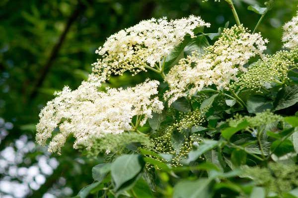 How to prune a Sambucus for beautiful flowering ?