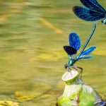 Dragonflies, frogs, birds… install a pond to welcome them!