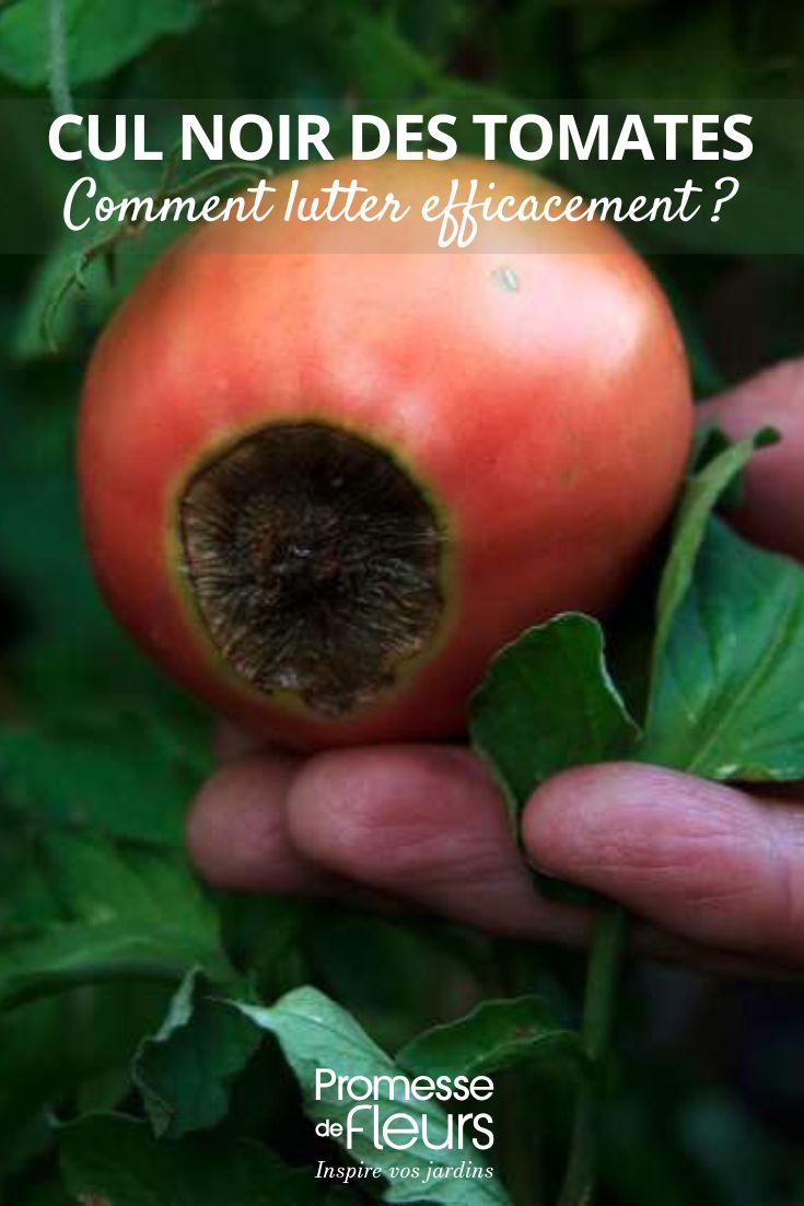 treating tomato blossom end rot