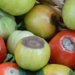 Blossom end rot in tomatoes: how to effectively combat it?